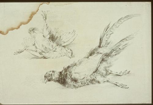 Untitled (Pheasants)