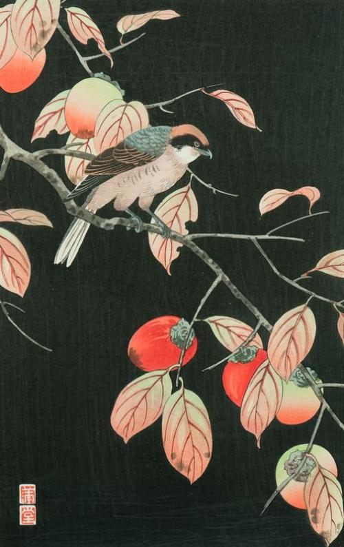 Sparrow Hawk on Persimmon Branch