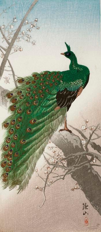 Peacock