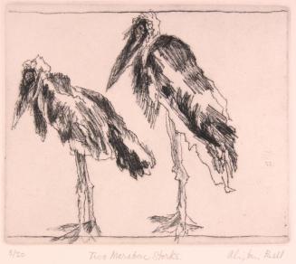 Two Marabou Storks